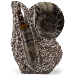 Polished Fossil Goniatite and Orthoceras Display