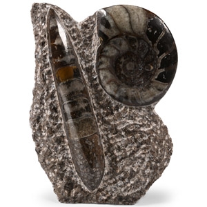 Polished Fossil Goniatite and Orthoceras Display