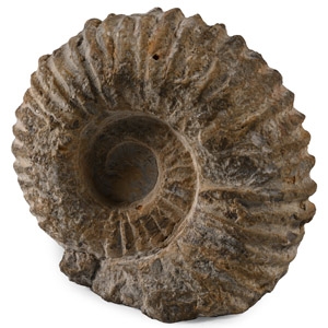 Fossil Agadir Ammonite