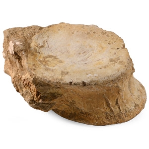 Fossil Plesiosaur Vertebra