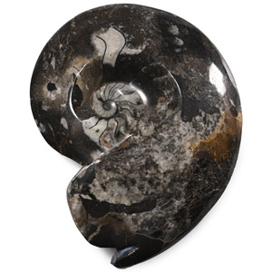 Large Polished Fossil Goniatite Display