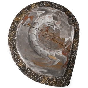 Polished Fossil Goniatite Plate