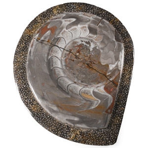 Polished Fossil Goniatite Plate