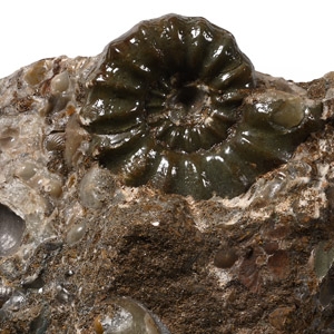 Androgynoceras Maculatum Fossil Ammonite