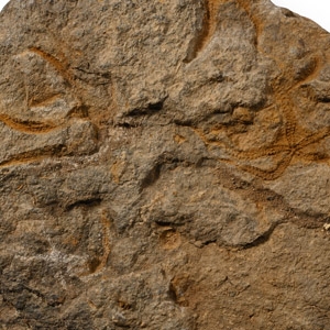 Fossil Brittle Star Plate