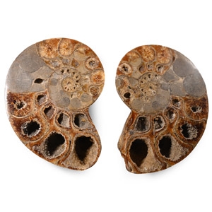 Large Polished Fossil Cleoniceras Ammonite Pair