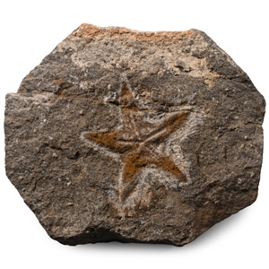 Fossil Petraster Starfish
