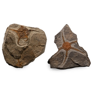 Fossil Brittle Star Group