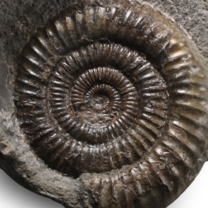 Whitby Dactylioceras Fossil Ammonite