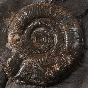 Whitby Dactylioceras Fossil Ammonite