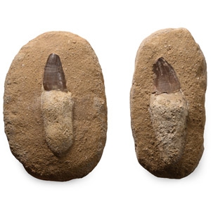 Fossil Mosasaur Marine Dinosaur Teeth on Composite Rock