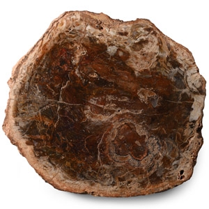 Polished Fossil Wood Trunk Slice