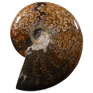 Polished Fossil Cleoniceras Ammonite