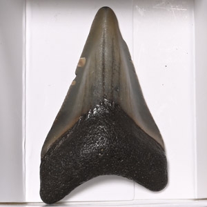 Fossil Megalodon Extinct Giant Sharks Tooth