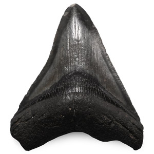 Fossil Megalodon Extinct Giant Sharks Tooth