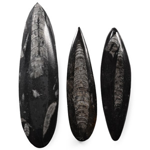 Polished Fossil Orthoceras Group