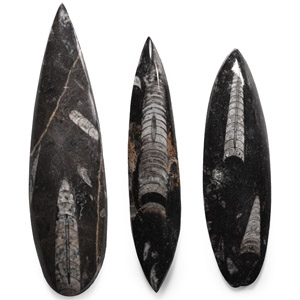 Polished Fossil Orthoceras Group