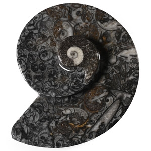 Polished Fossil Goniatite Dish