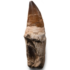 Fossil Mosasaur  Marine Dinosaur Tooth with Root