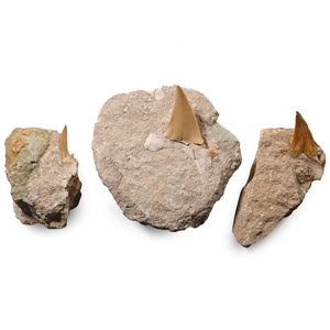 Three Fossil Otodus Fossil Sharks Teeth on Rock
