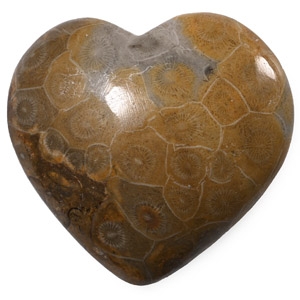 Polished Fossil Coral Head Heart