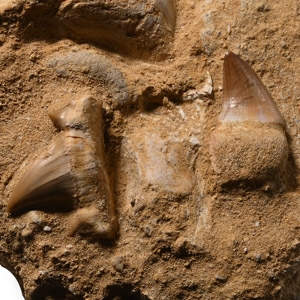 Fossil Mosasaur Marine Dinosaur and Otodus Teeth with on Composite Rock