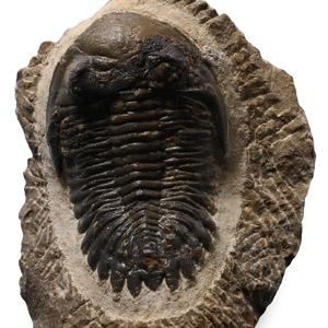 Fossil Hollardops Trilobite on Matrix