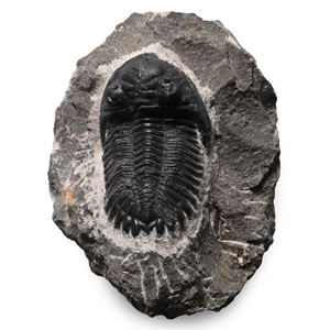 Fossil Hollardops Trilobite on Matrix