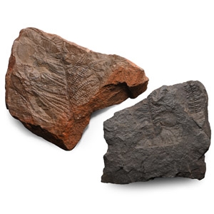 Fossil Fern on Matrix Group