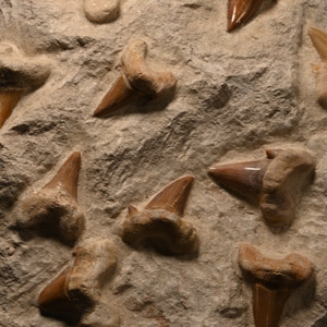 Fossil Otodus Shark Teeth on Composite Rock Display