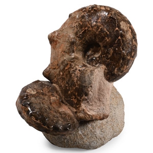 Fossil Double Mamite Ammonite on Base