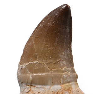 Fossil Mosasaur Marine Dinosaur Tooth with Root