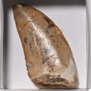 Fossil African T-Rex Tooth