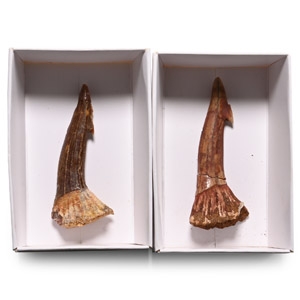 Fossil Sawfish Rostral Spine Pair
