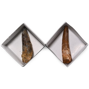 Fossil Spinosaurus Tooth Group