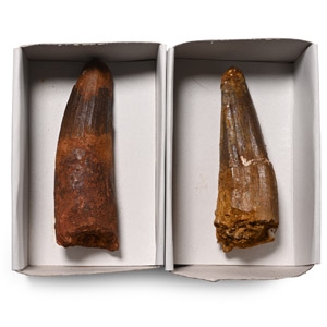Fossil Spinosaurus Tooth Group