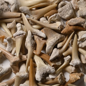 Group of Fossil Sand Shark Teeth