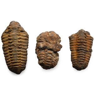 Fossil Flexicalymene Trilobite Group