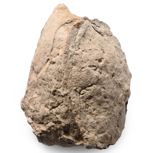 North American Fossil Tyrannosaurus Rex Dinosaur Coprolite