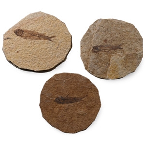 Knightia Fossil Fish in Matrix Group