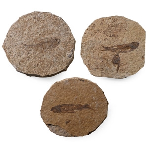 Knightia Fossil Fish in Matrix Group