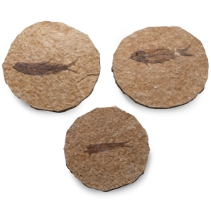 Knightia Fossil Fish in Matrix Group