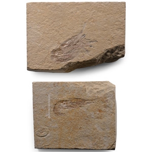 Fossil Shrimp in Matrix Group