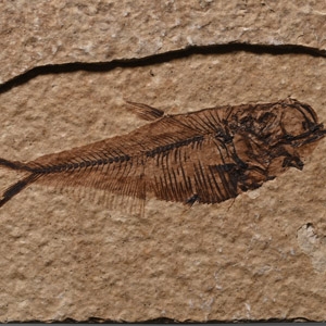 Knightia Fossil Fish in Matrix