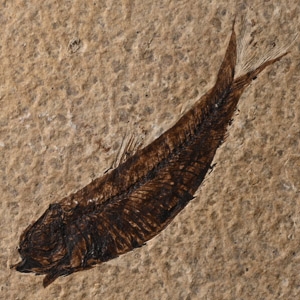 Knightia Fossil Fish in Matrix