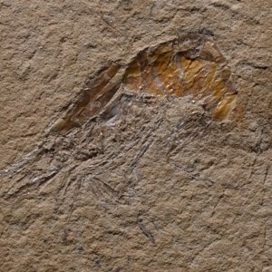 Fossil Double Shrimp in Matrix