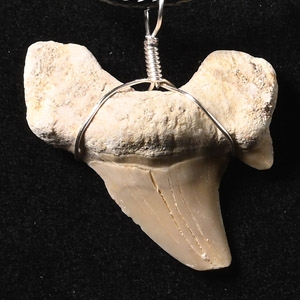 Fossil Otodus Sharks Tooth Necklace