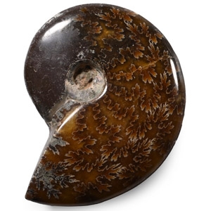 Polished Fossil Cleoniceras Ammonite