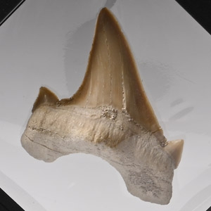 Fossil Otodus Sharks Tooth in Display