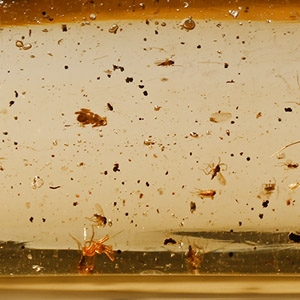 Large Polished Copal with Multitiple Insects